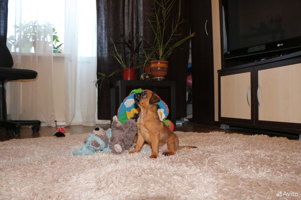 Гриффончики с отличной родословной