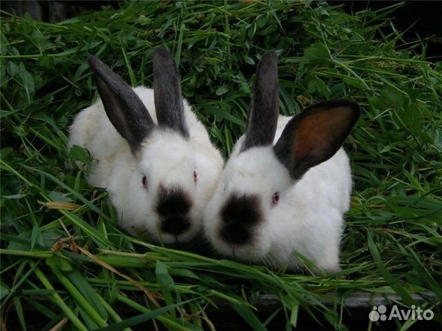 Продаю чистокровных калифорнийских кроликов купить на Зозу.ру - фотография № 1