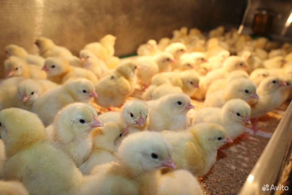 К-корм для цыплят бройлеров Стартер (Purina) купить на Зозу.ру - фотография № 1