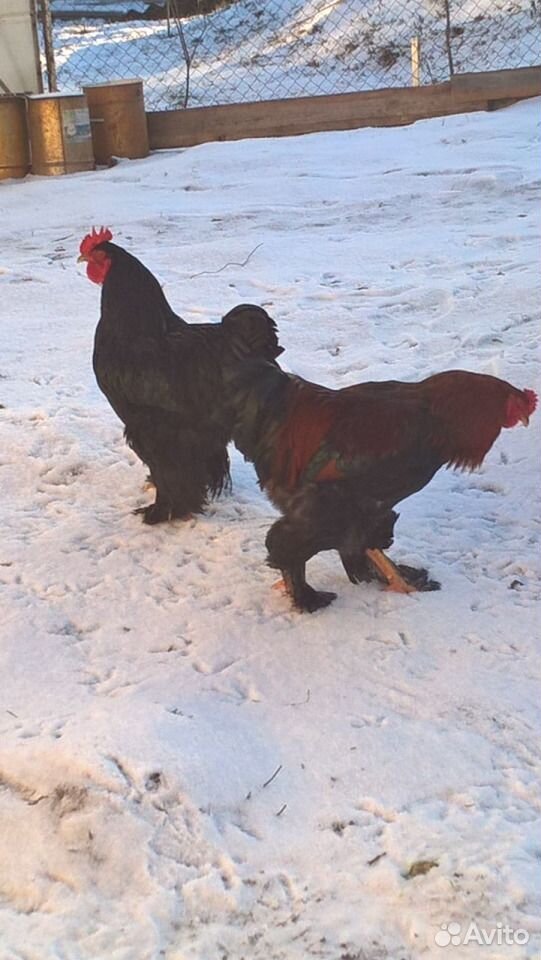 Курица с цыплятами брама купить на Зозу.ру - фотография № 2