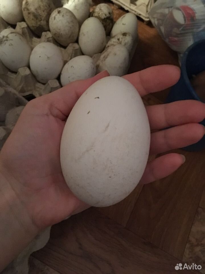 Гусиные яйца едят. Гусиные яйца. Яйца гуся. Как выглядит гусиное яйцо. Зеленоватые гусиные яйца.