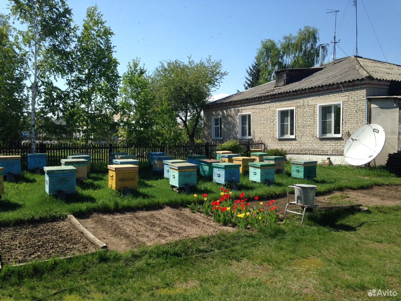 Продам пчелосемьи и все для пасики купить на Зозу.ру - фотография № 1