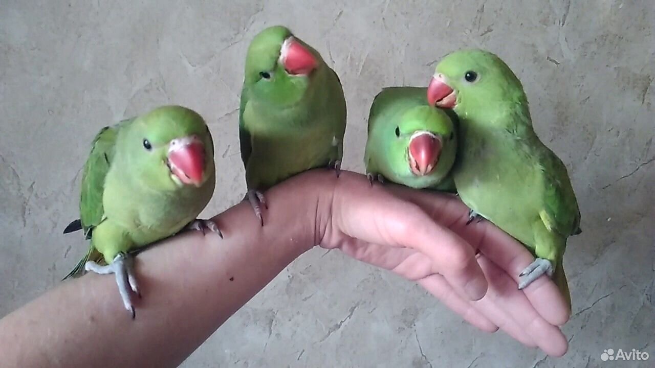 Ожереловые молодые попугаи купить на Зозу.ру - фотография № 4