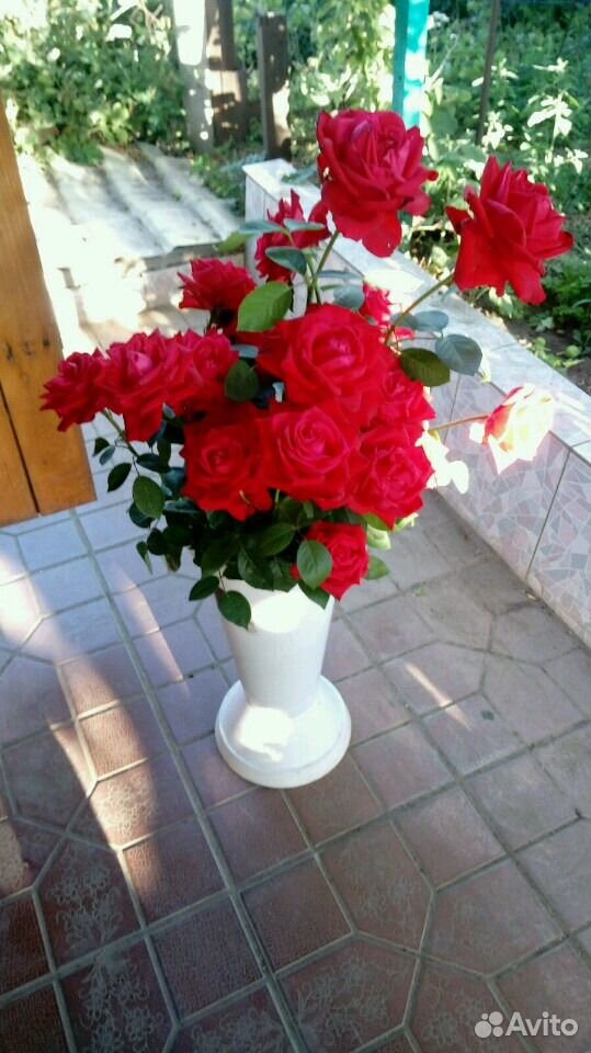 Цветы розы купить на Зозу.ру - фотография № 1