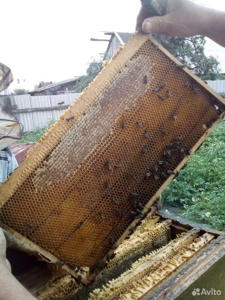 Мёд натуральный из Воронежской области урожай 2020 купить на Зозу.ру - фотография № 4