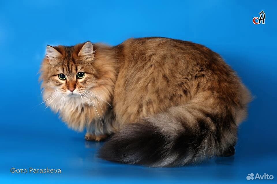 Сибирские котятки с документами купить на Зозу.ру - фотография № 1