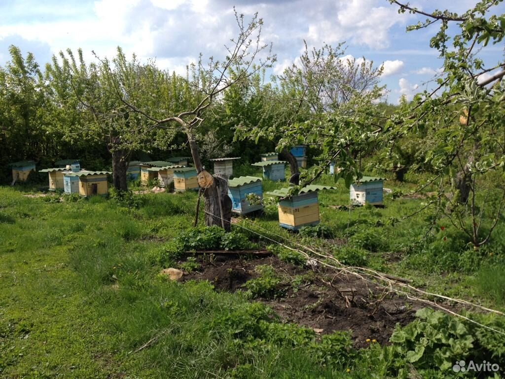 Пчелосемьи и пчелопакеты купить на Зозу.ру - фотография № 4