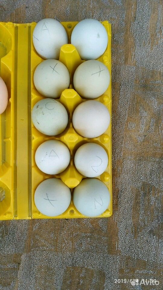 Яйцо куриное для инкубации купить на Зозу.ру - фотография № 1