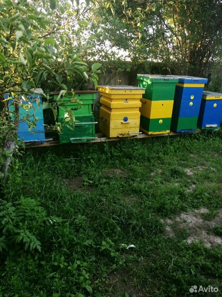 Продам пчело семьи купить на Зозу.ру - фотография № 1