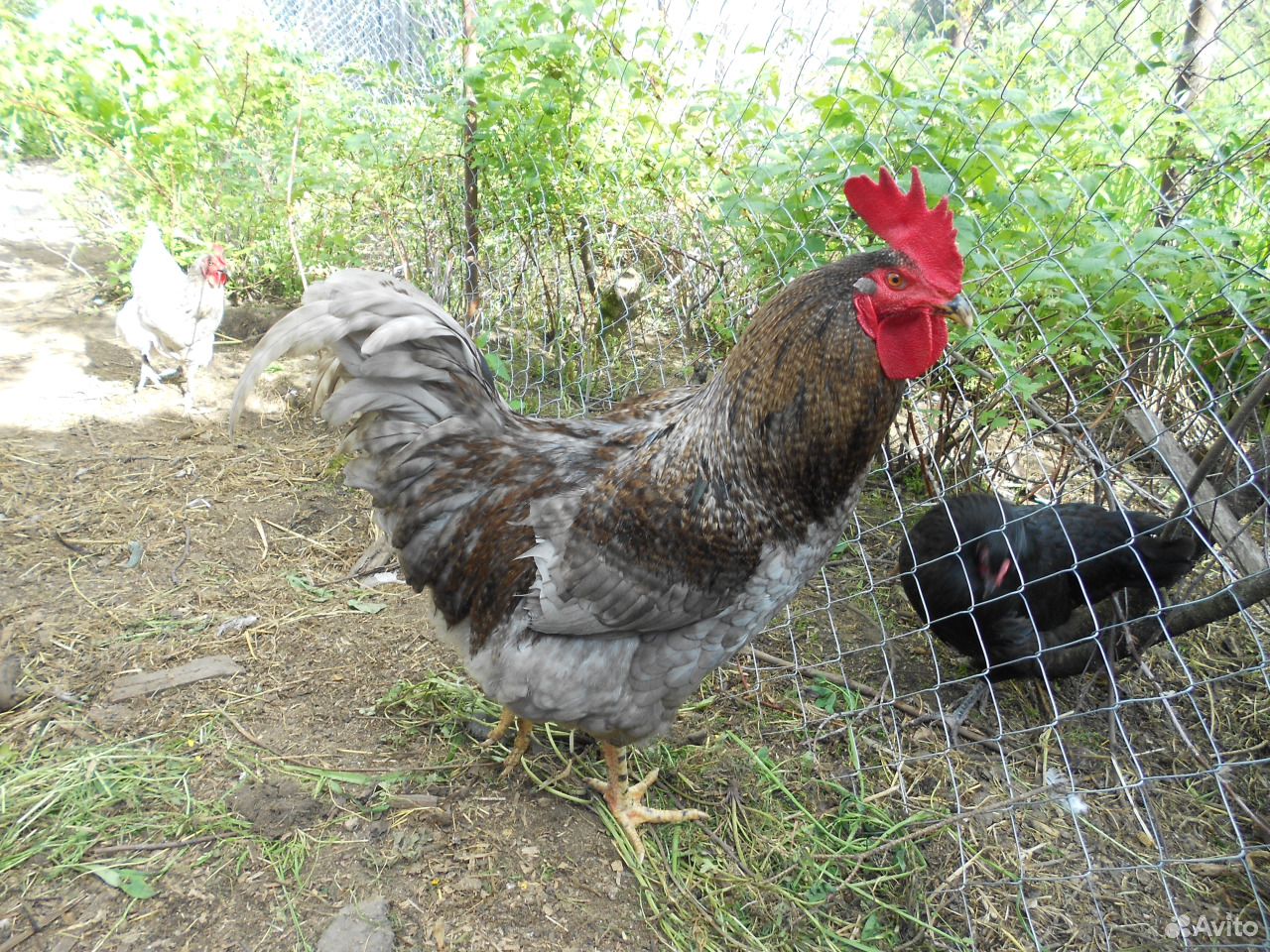 Цыплята и яйца лечебных кур купить на Зозу.ру - фотография № 5