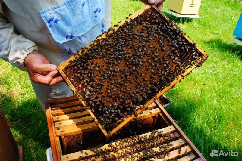 Пчелосемьи, ульи дадан купить на Зозу.ру - фотография № 1