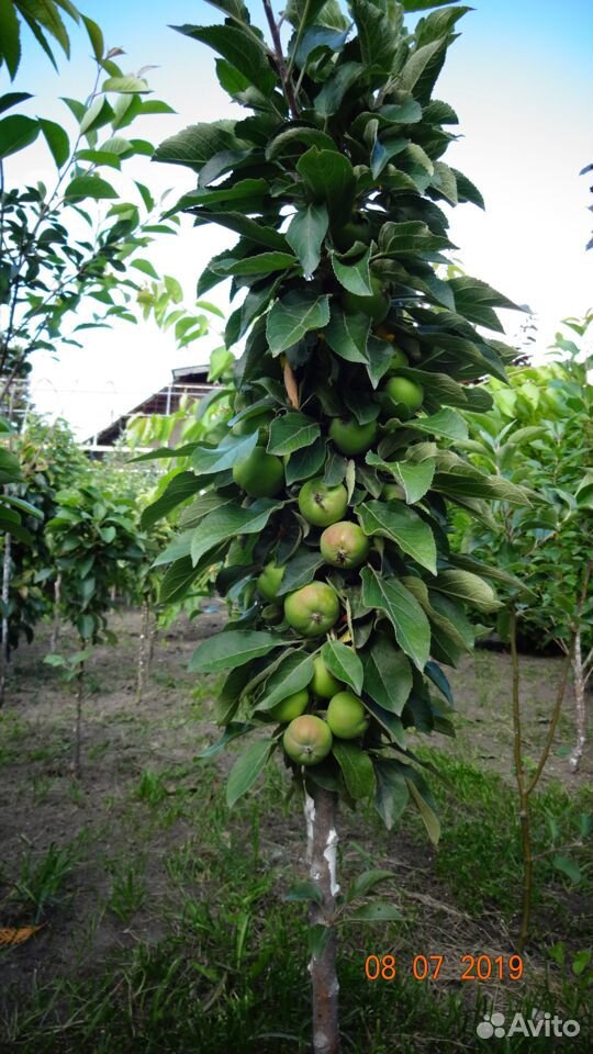 Продается туи ели яблони смородина груша купить на Зозу.ру - фотография № 10