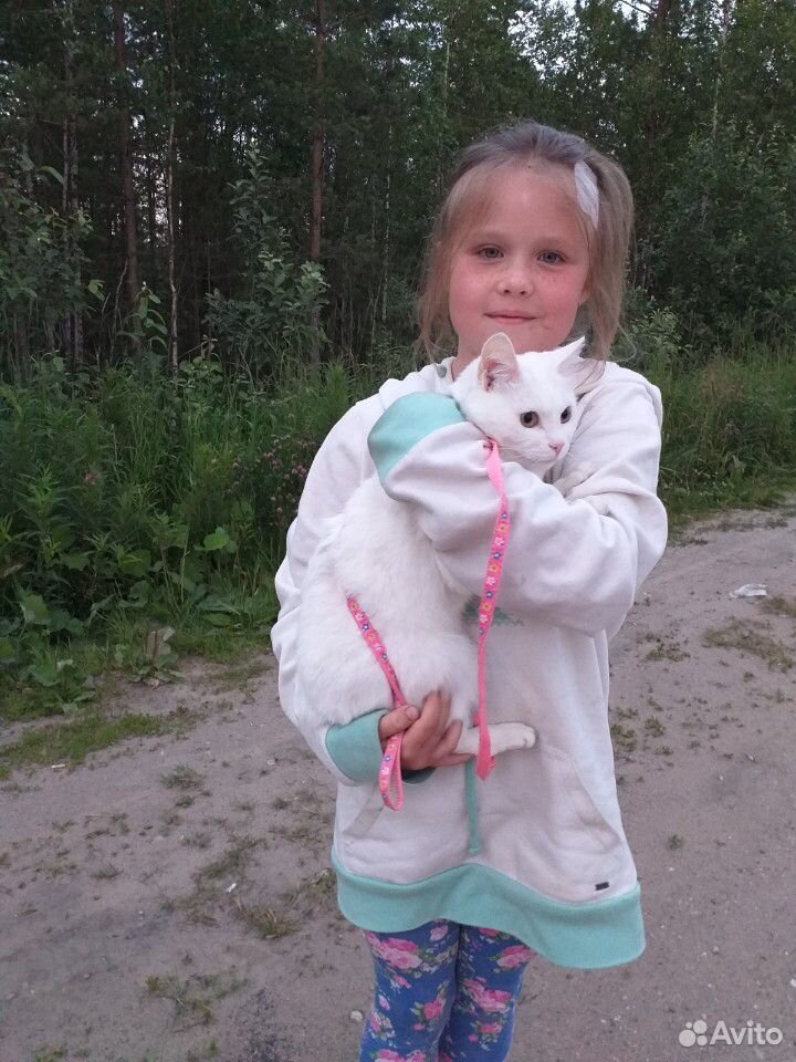 Кошка стерилизованная купить на Зозу.ру - фотография № 1