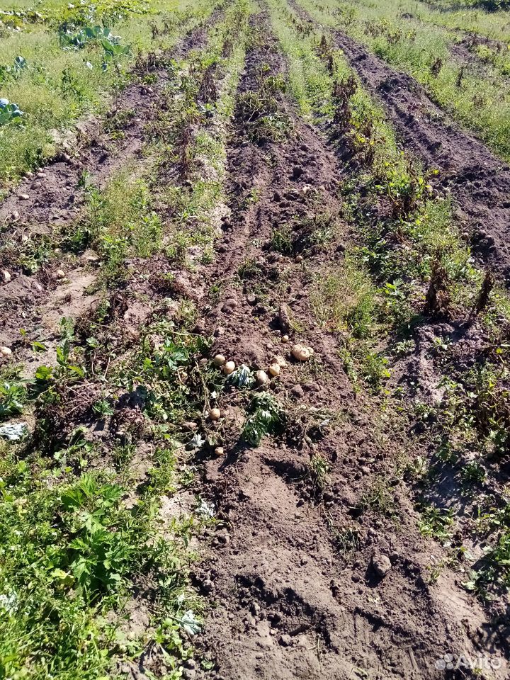 Картофель урожай 2019 (крупная) купить на Зозу.ру - фотография № 1