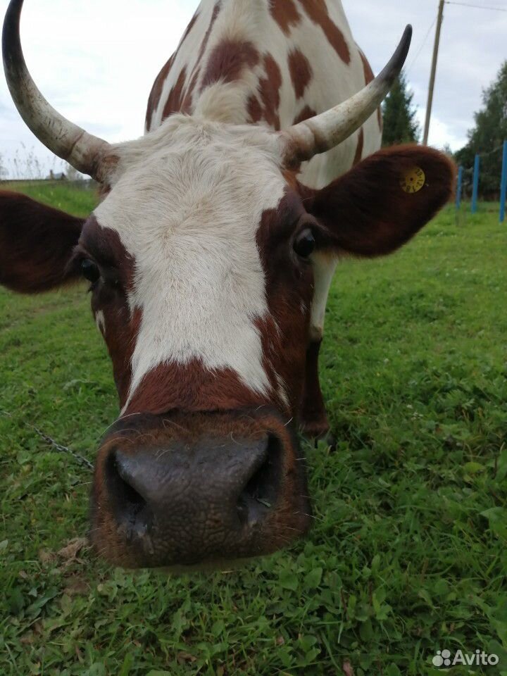 Молоко коровье купить на Зозу.ру - фотография № 1