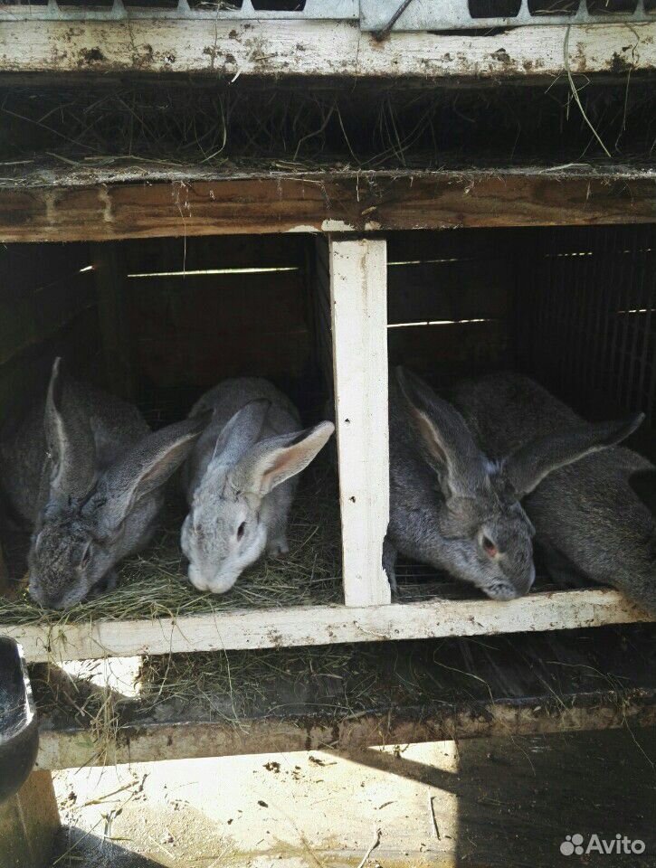 Кролики великаны мясных пород купить на Зозу.ру - фотография № 6