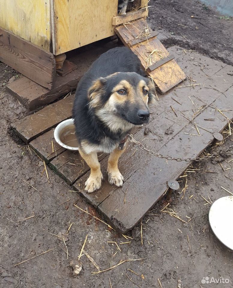 Молодая собака купить на Зозу.ру - фотография № 3
