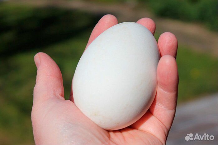 Инкубационное Гусиное яйцо.Порода Линда, в наличии купить на Зозу.ру - фотография № 2