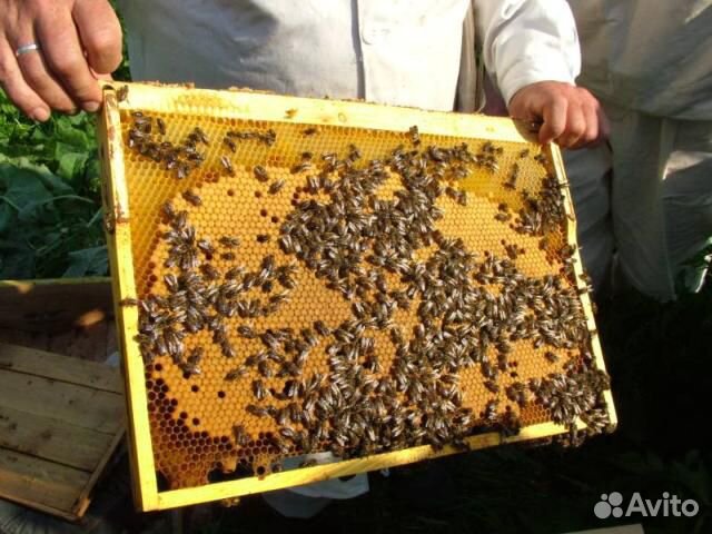 Мёд натуральный купить на Зозу.ру - фотография № 6