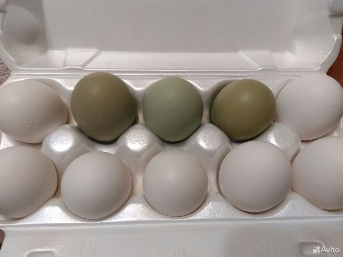 Яйца от домашних кур купить на Зозу.ру - фотография № 1