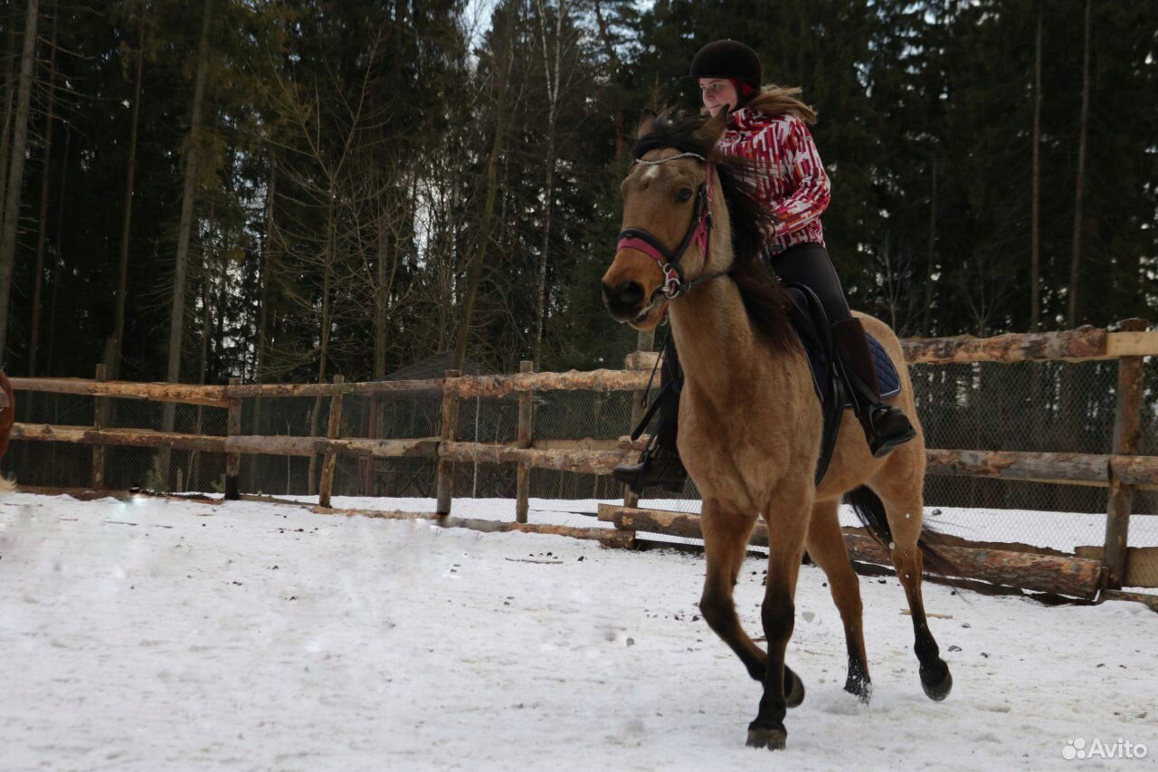 Денник для лошади/пони, конный центр, лес купить на Зозу.ру - фотография № 9