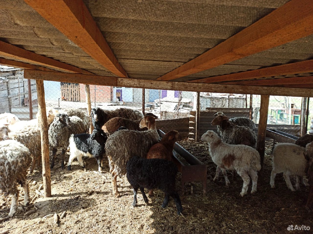 Овцы/бараны купить на Зозу.ру - фотография № 4