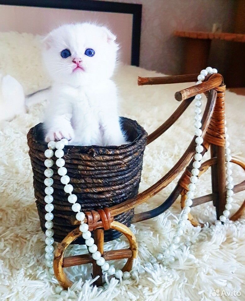 Прекрасный плюшевый котик с синими глазками купить на Зозу.ру - фотография № 4