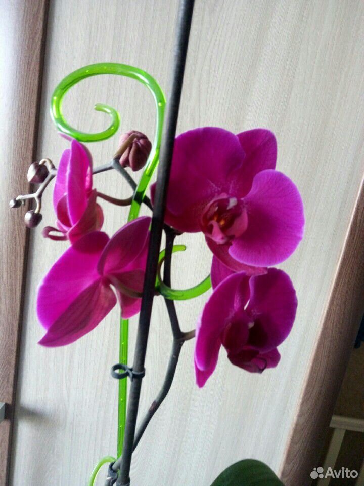 Орхидея фаленопсис купить на Зозу.ру - фотография № 6
