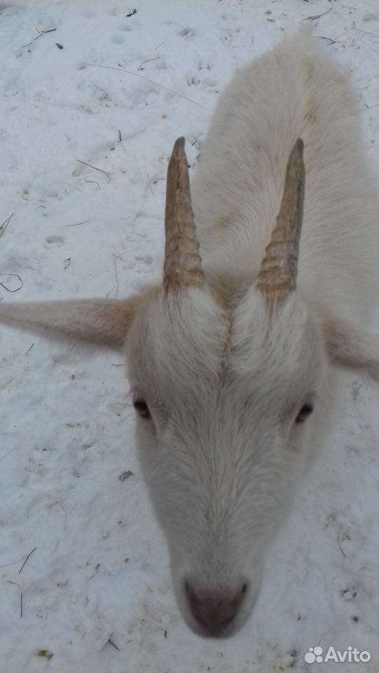 Молодая коза купить на Зозу.ру - фотография № 1