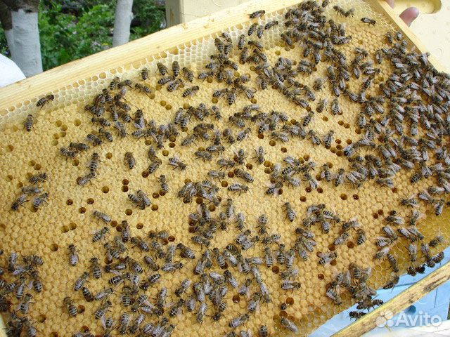 Качественные пчелопакеты купить на Зозу.ру - фотография № 3
