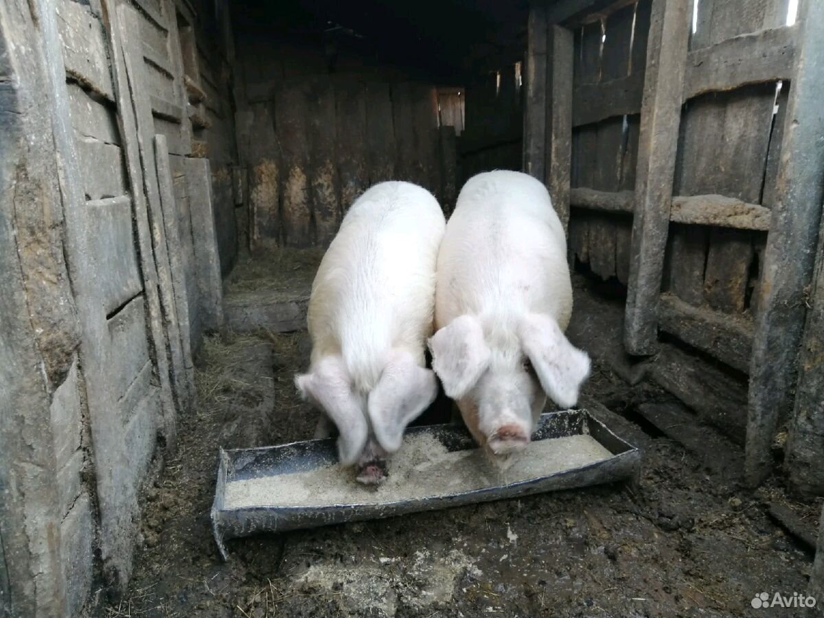 Свиньи купить на Зозу.ру - фотография № 3