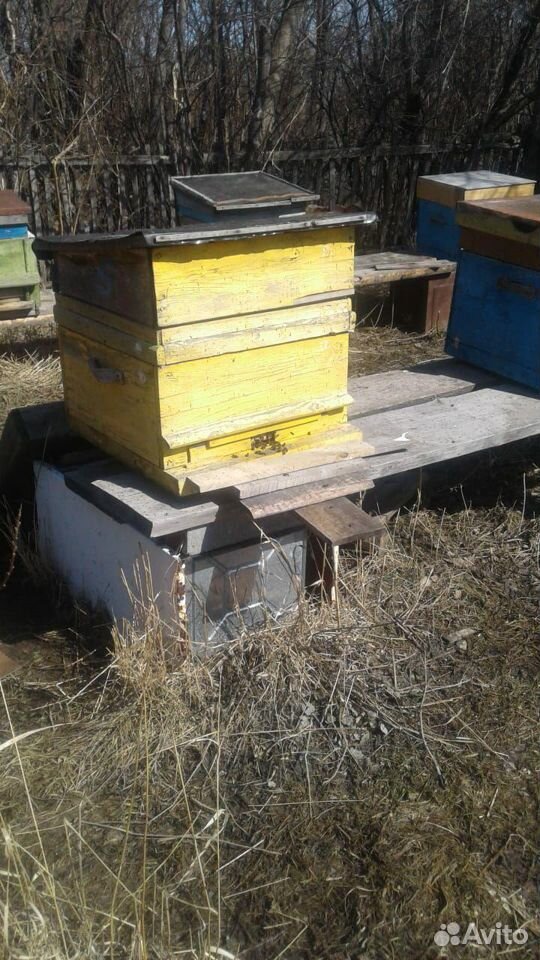 Ульи, пчелосемьи купить на Зозу.ру - фотография № 2