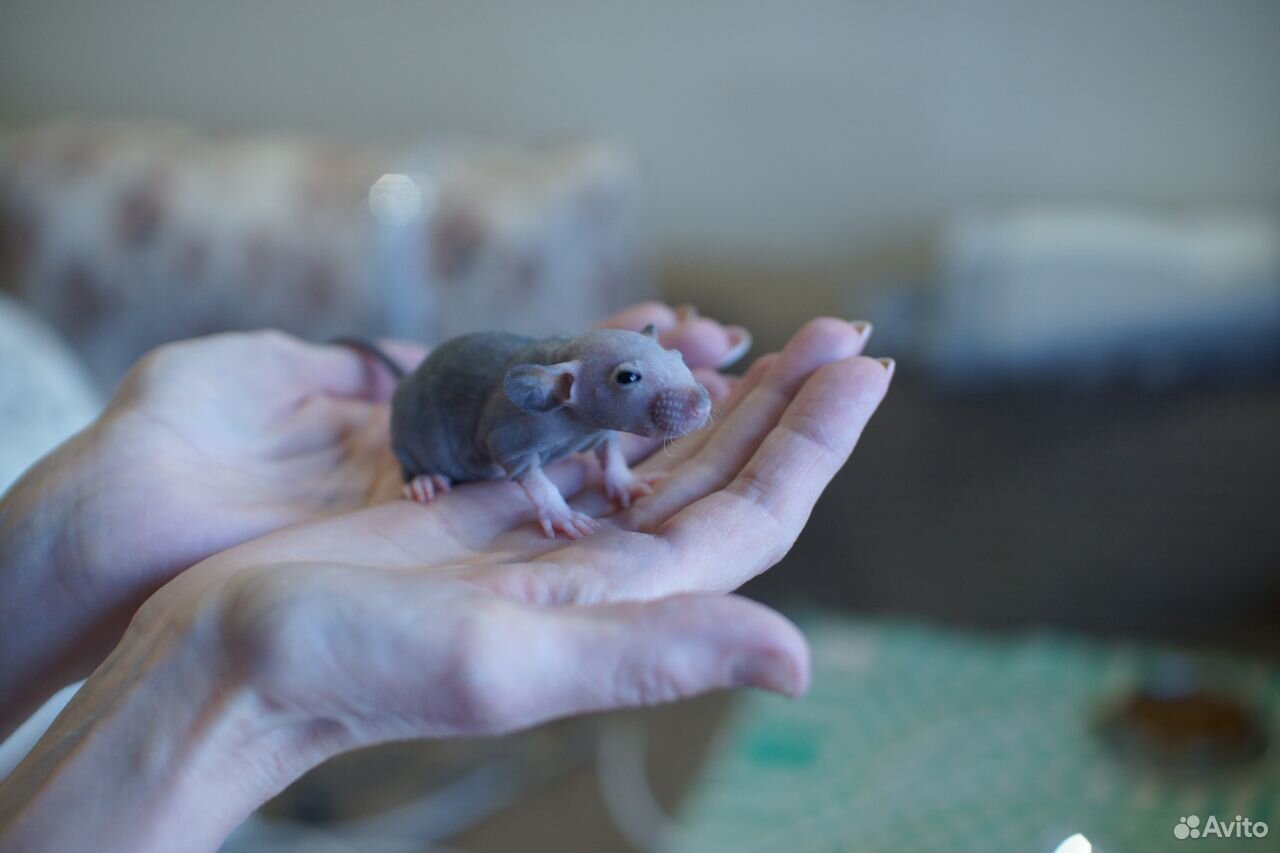 Крысы Дамбо Рекс, крысята купить на Зозу.ру - фотография № 9
