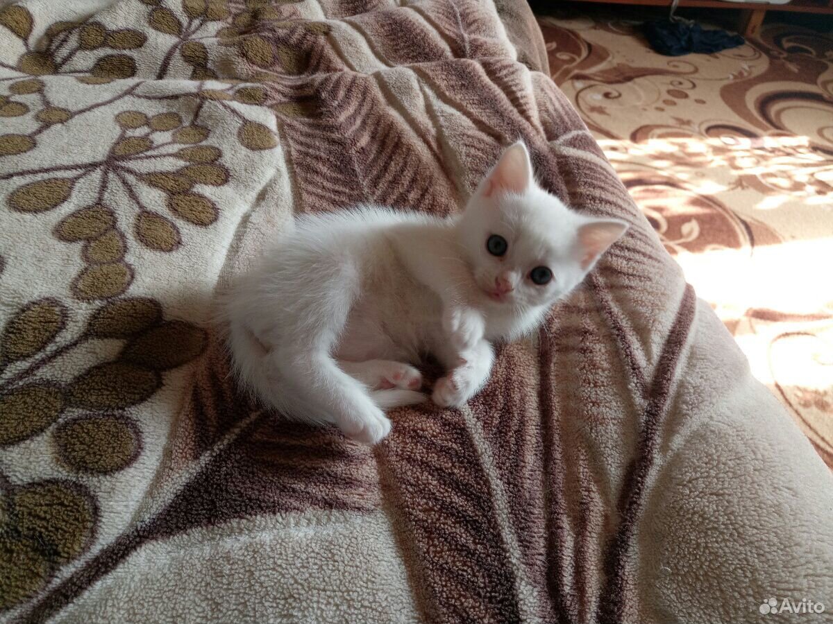 Отдам белоснежных котят купить на Зозу.ру - фотография № 3