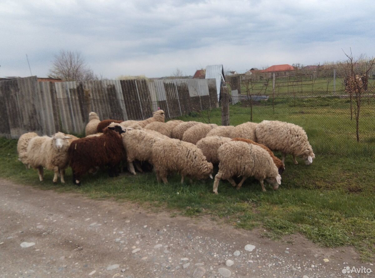 Овцы молодые валушки купить на Зозу.ру - фотография № 4