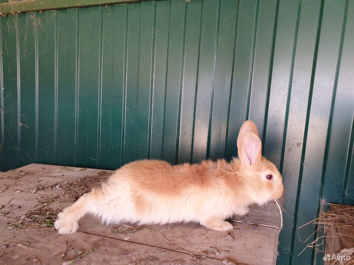 Продам кроликов: декоративные вислоухие,новозеланд купить на Зозу.ру - фотография № 2