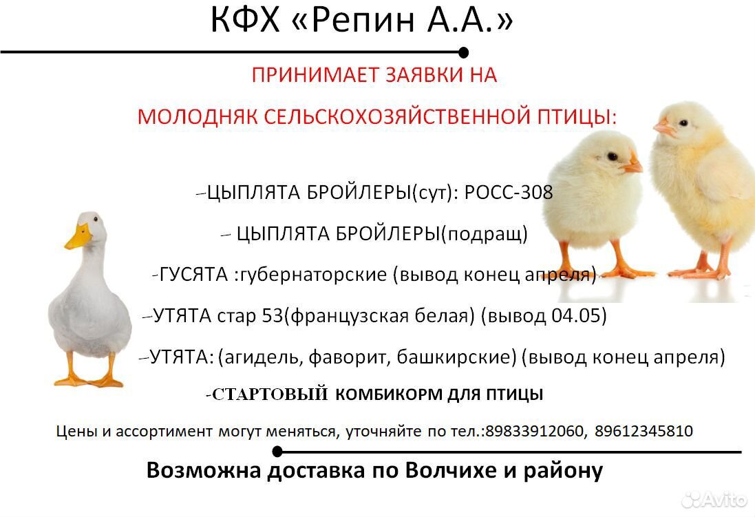 Утята, гусята купить на Зозу.ру - фотография № 1