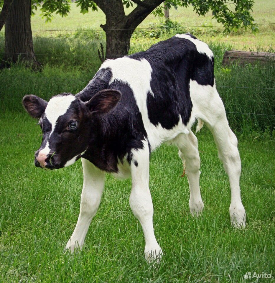 Продам телочку 3 месяца, от высокоудоинной коровы купить на Зозу.ру - фотография № 1