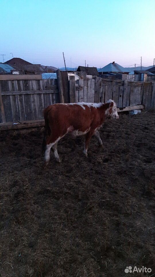 Корова Корова с теленком полгода тёлочка ещё три к купить на Зозу.ру - фотография № 7