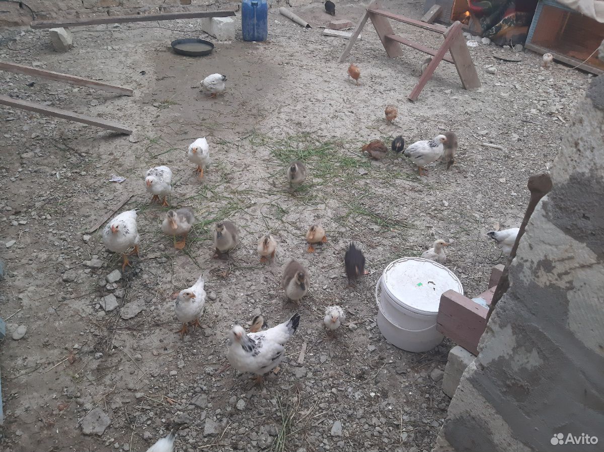 Цыплята,утята,гусята купить на Зозу.ру - фотография № 4