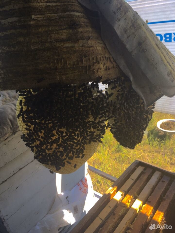 Продам пчёл, можно с ульями купить на Зозу.ру - фотография № 1