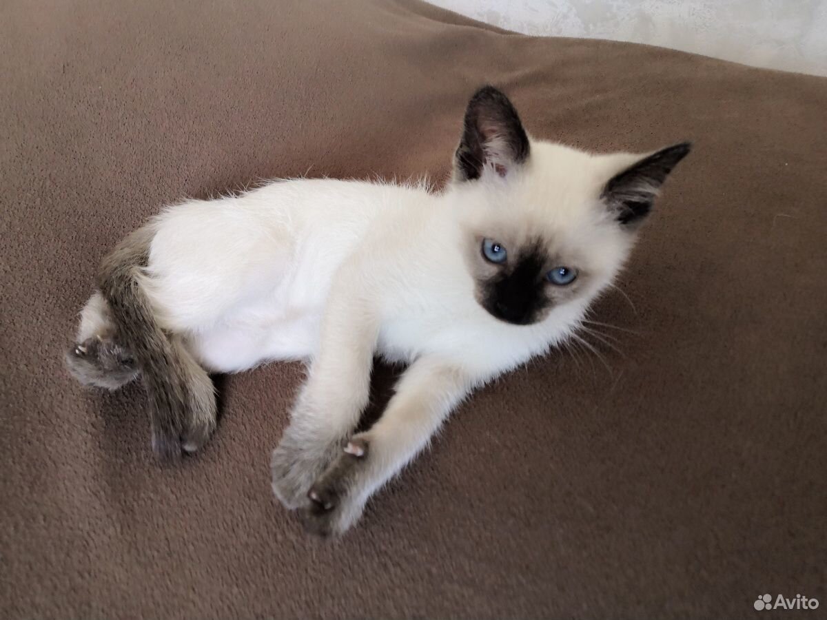 Тайская Кошка Купить