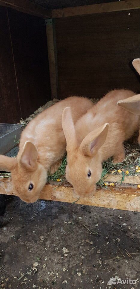 Кролики бургундские купить на Зозу.ру - фотография № 2