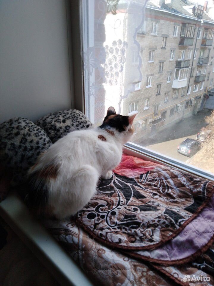 Молодая кошка стерилизована купить на Зозу.ру - фотография № 6