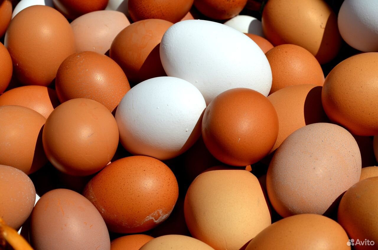 Яйцо инкубационное куриное разных пород купить на Зозу.ру - фотография № 1