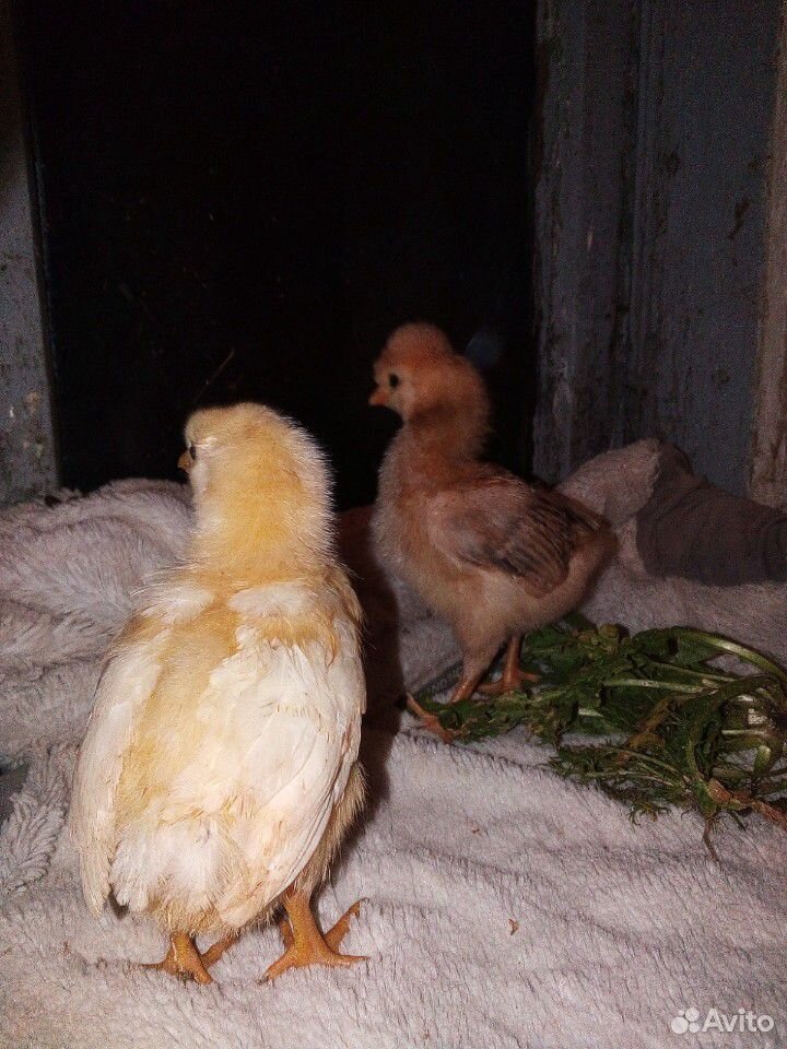 Продаю подрощенных цыплят купить на Зозу.ру - фотография № 1