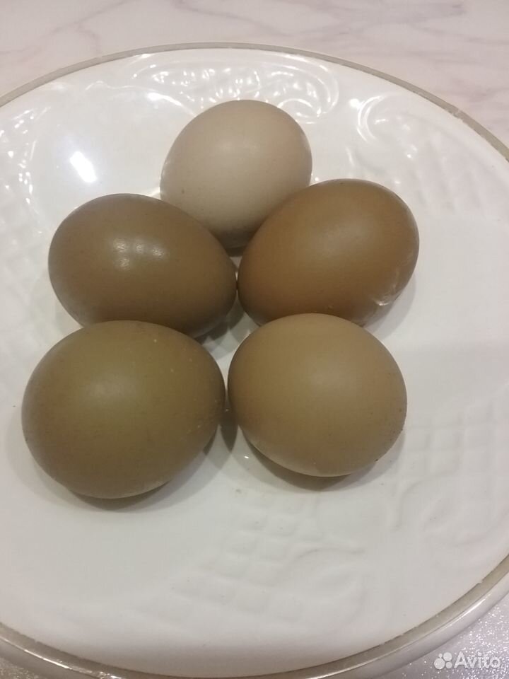 Инкубационное яйцо индейки, фазана, цесарки купить на Зозу.ру - фотография № 2