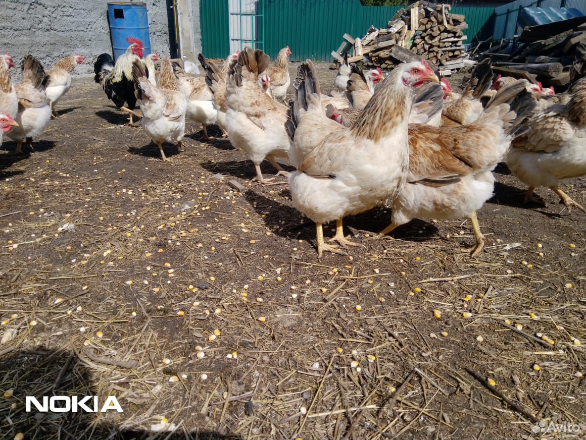 Куры цыплята загорской лососёвой инкубационное яйц купить на Зозу.ру - фотография № 3