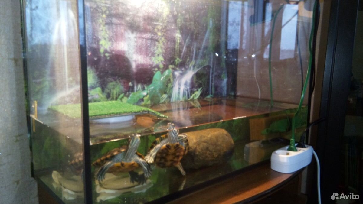 Красноухие - черепахи с аквариумом, возраст 2 года купить на Зозу.ру - фотография № 1