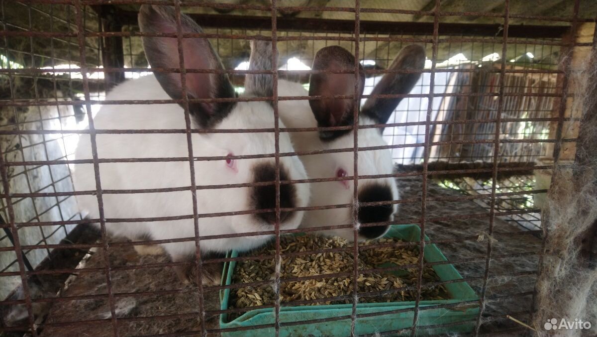 Кролики купить на Зозу.ру - фотография № 9